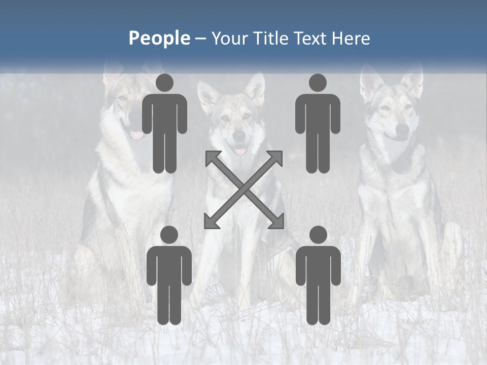 Three Dogs Are Sitting In A Snowy Field PowerPoint Template