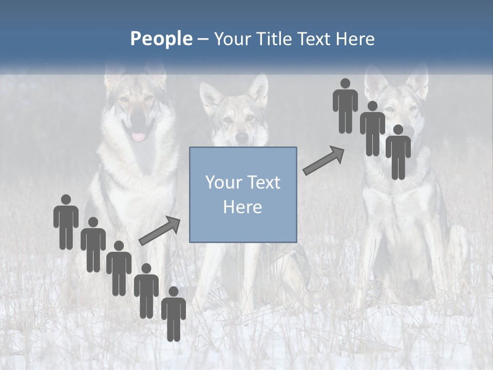 Three Dogs Are Sitting In A Snowy Field PowerPoint Template
