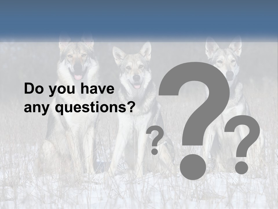 Three Dogs Are Sitting In A Snowy Field PowerPoint Template