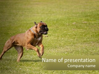 A Brown Dog Running Across A Lush Green Field PowerPoint Template