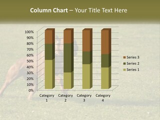 A Brown Dog Running Across A Lush Green Field PowerPoint Template