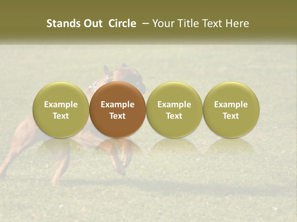 A Brown Dog Running Across A Lush Green Field PowerPoint Template