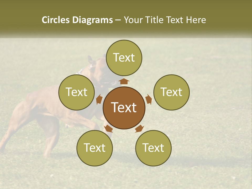 A Brown Dog Running Across A Lush Green Field PowerPoint Template