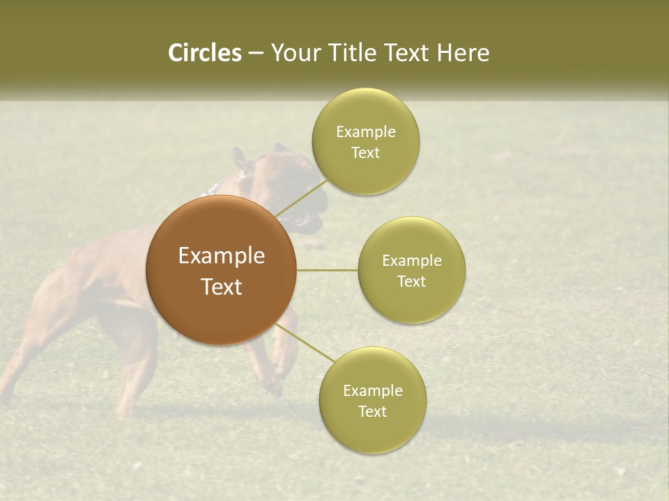 A Brown Dog Running Across A Lush Green Field PowerPoint Template