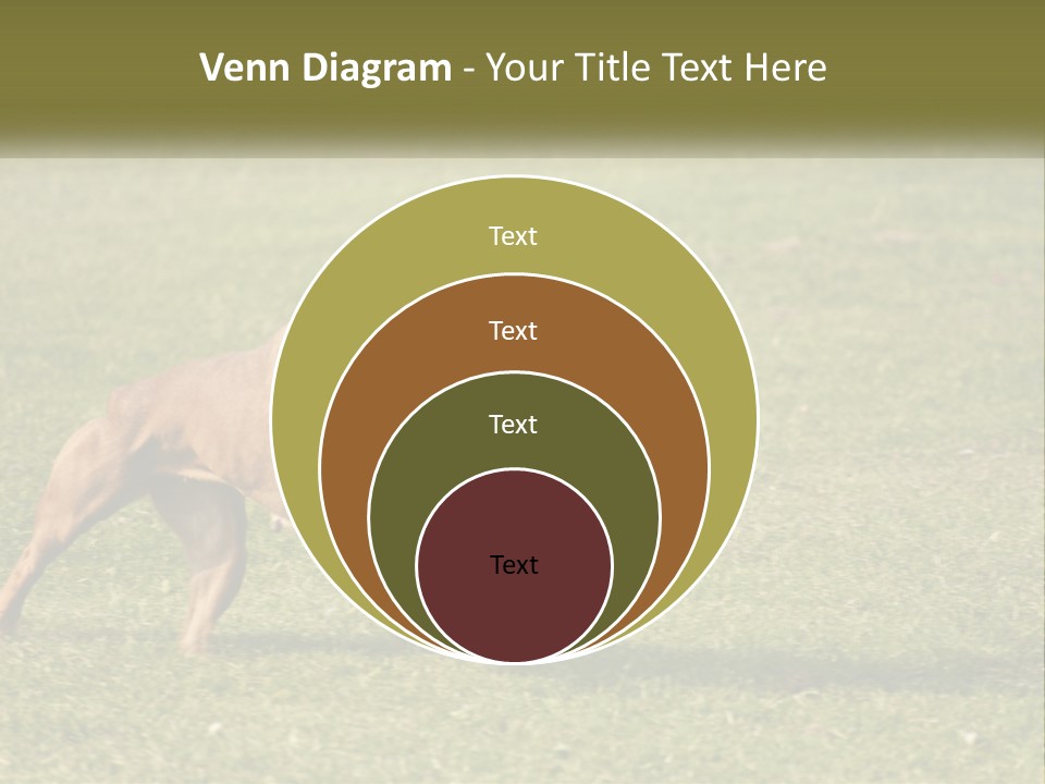 A Brown Dog Running Across A Lush Green Field PowerPoint Template