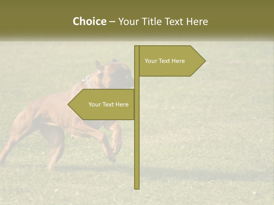 A Brown Dog Running Across A Lush Green Field PowerPoint Template