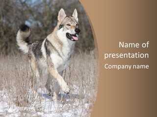 A Dog Is Running Through The Snow In A Field PowerPoint Template