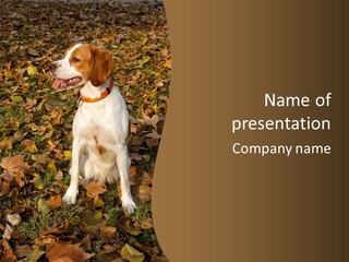 A Brown And White Dog Sitting On Top Of A Pile Of Leaves PowerPoint Template