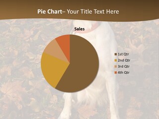 A Brown And White Dog Sitting On Top Of A Pile Of Leaves PowerPoint Template