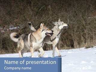 A Couple Of Dogs That Are In The Snow PowerPoint Template