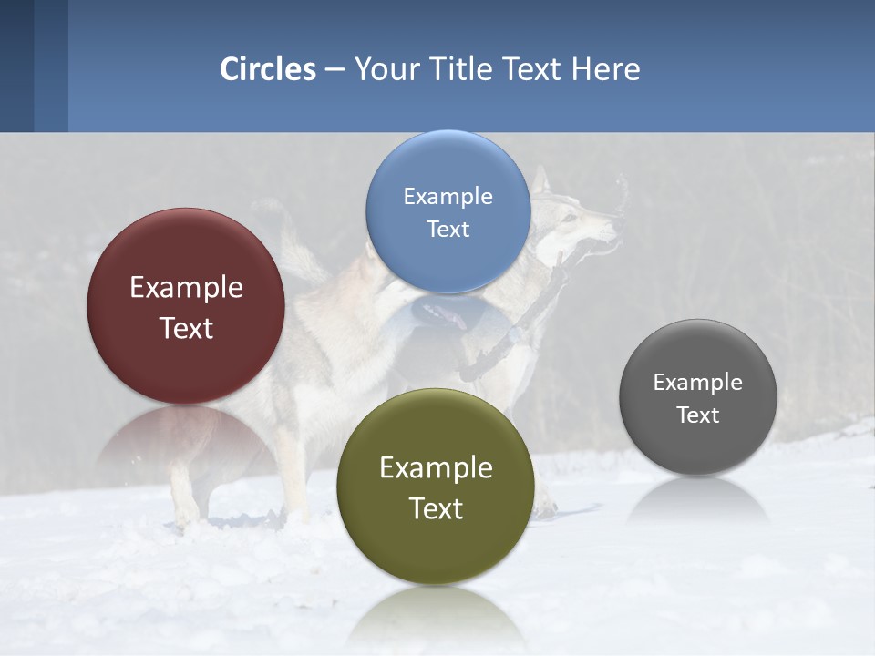 A Couple Of Dogs That Are In The Snow PowerPoint Template