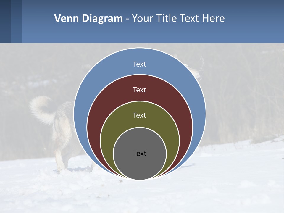 A Couple Of Dogs That Are In The Snow PowerPoint Template