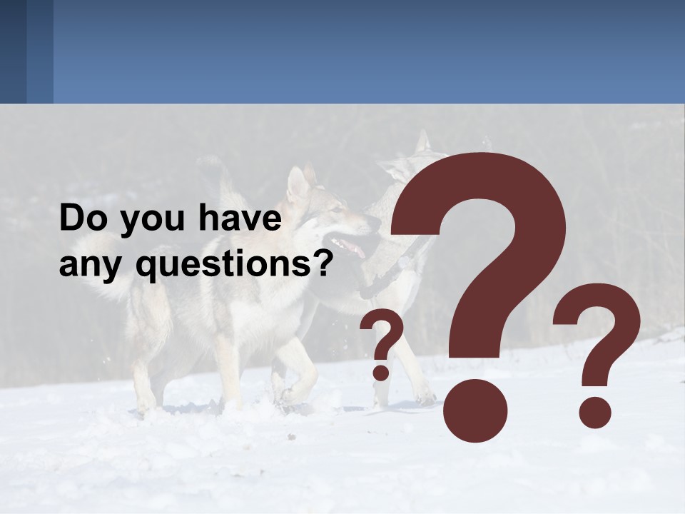 A Couple Of Dogs That Are In The Snow PowerPoint Template