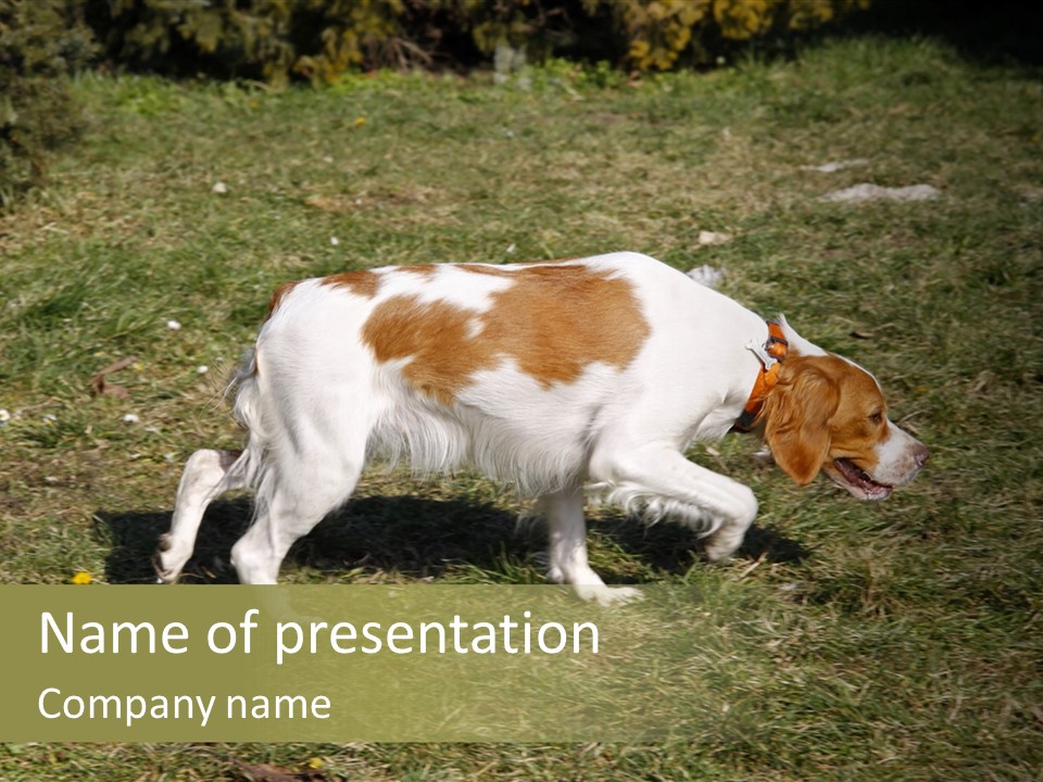 A Brown And White Dog Walking Across A Grass Covered Field PowerPoint Template