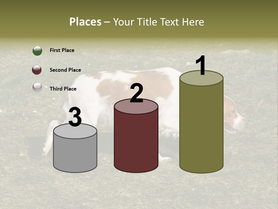 A Brown And White Dog Walking Across A Grass Covered Field PowerPoint Template