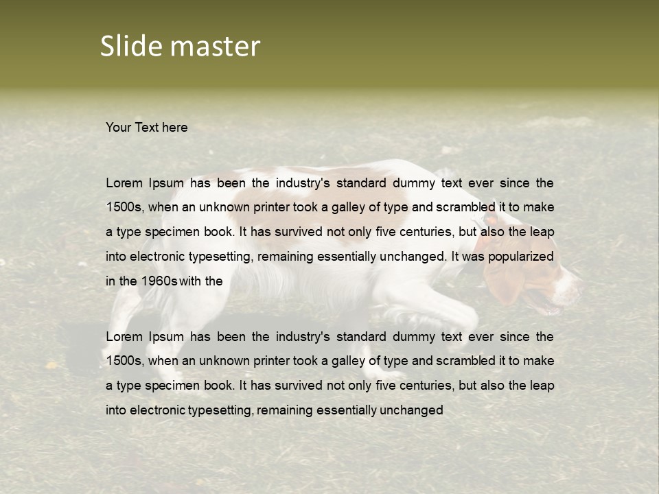 A Brown And White Dog Walking Across A Grass Covered Field PowerPoint Template
