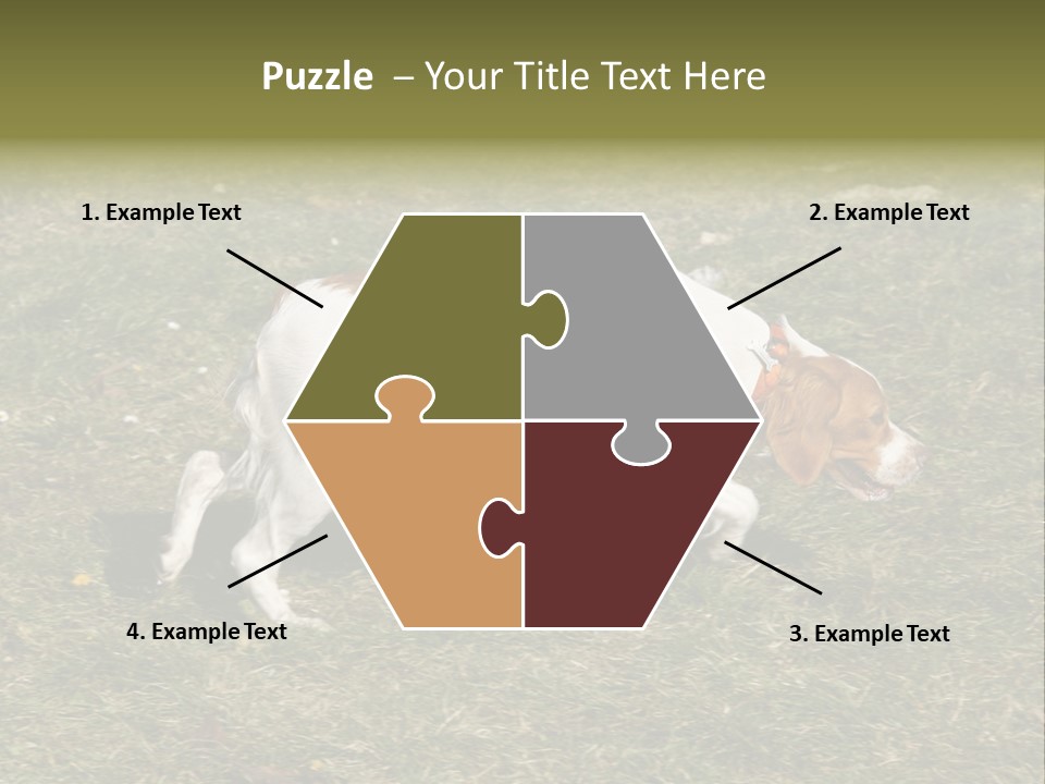 A Brown And White Dog Walking Across A Grass Covered Field PowerPoint Template