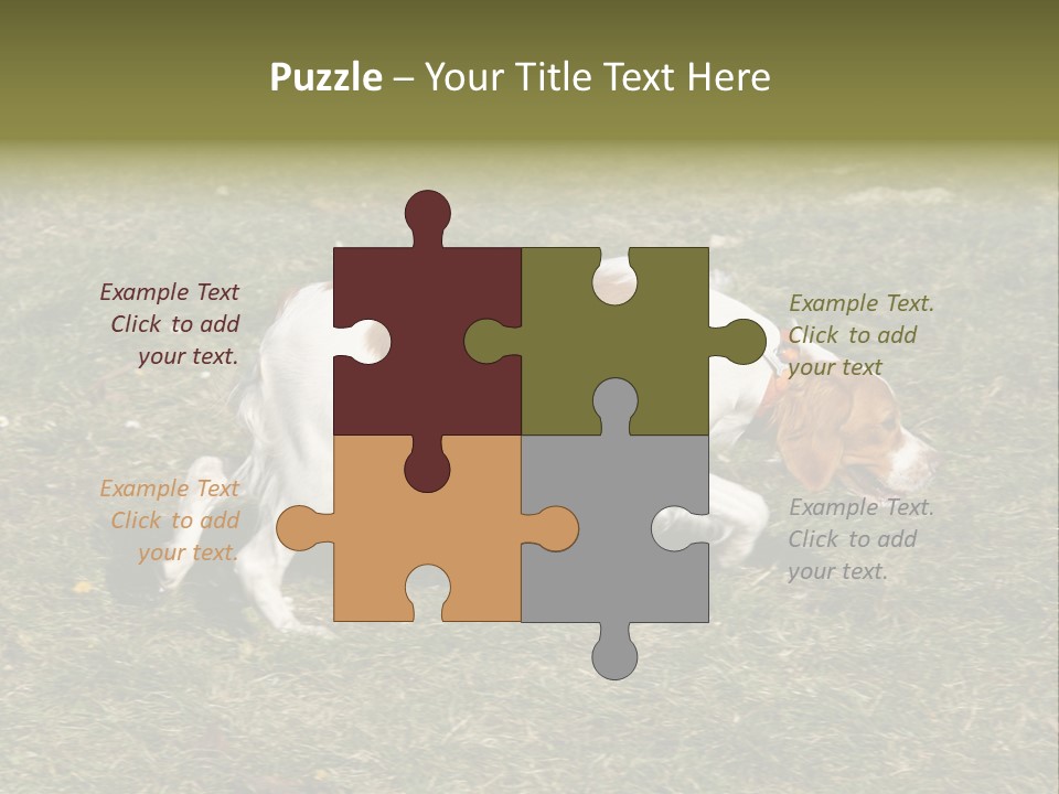 A Brown And White Dog Walking Across A Grass Covered Field PowerPoint Template