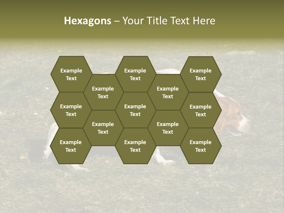 A Brown And White Dog Walking Across A Grass Covered Field PowerPoint Template