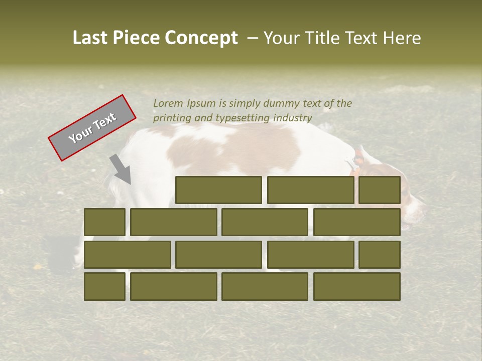 A Brown And White Dog Walking Across A Grass Covered Field PowerPoint Template