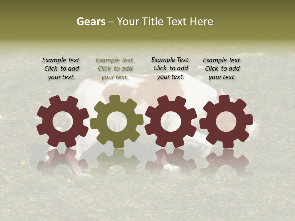 A Brown And White Dog Walking Across A Grass Covered Field PowerPoint Template