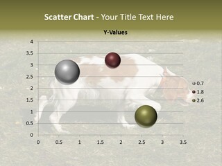 A Brown And White Dog Walking Across A Grass Covered Field PowerPoint Template