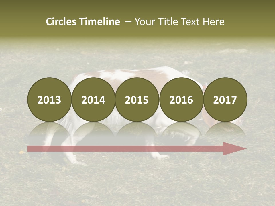 A Brown And White Dog Walking Across A Grass Covered Field PowerPoint Template