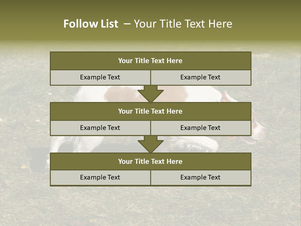 A Brown And White Dog Walking Across A Grass Covered Field PowerPoint Template