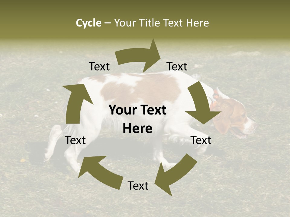 A Brown And White Dog Walking Across A Grass Covered Field PowerPoint Template