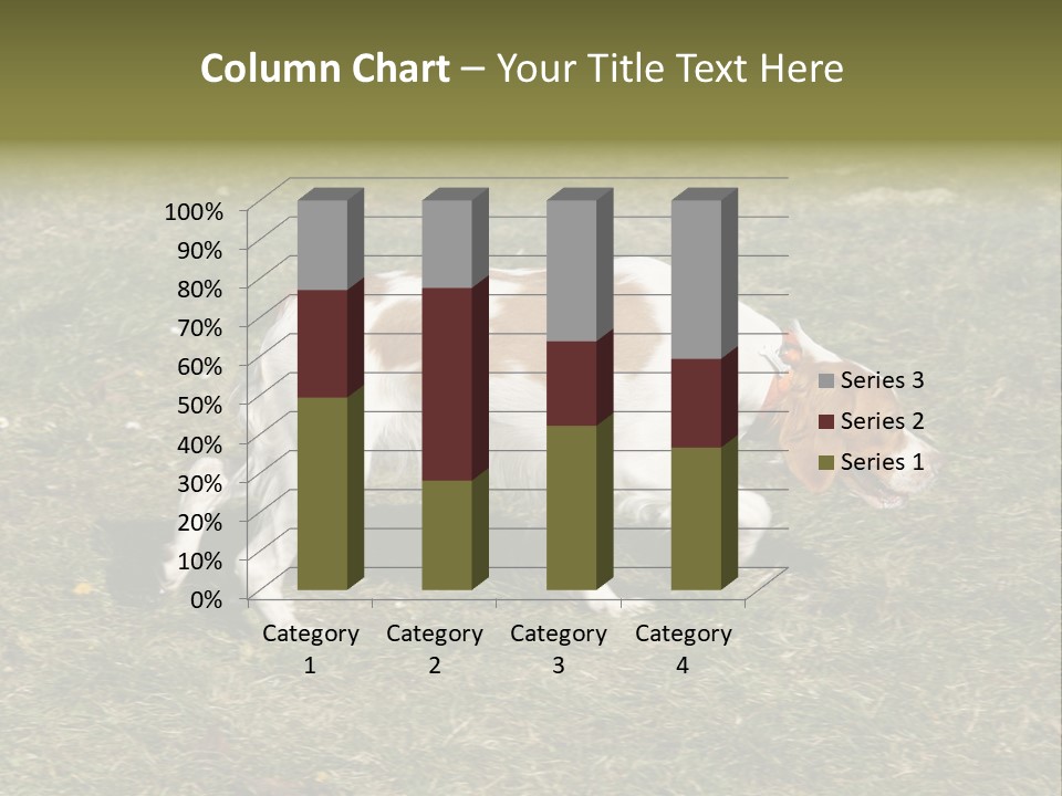 A Brown And White Dog Walking Across A Grass Covered Field PowerPoint Template