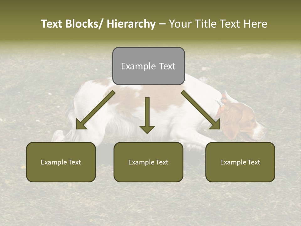 A Brown And White Dog Walking Across A Grass Covered Field PowerPoint Template