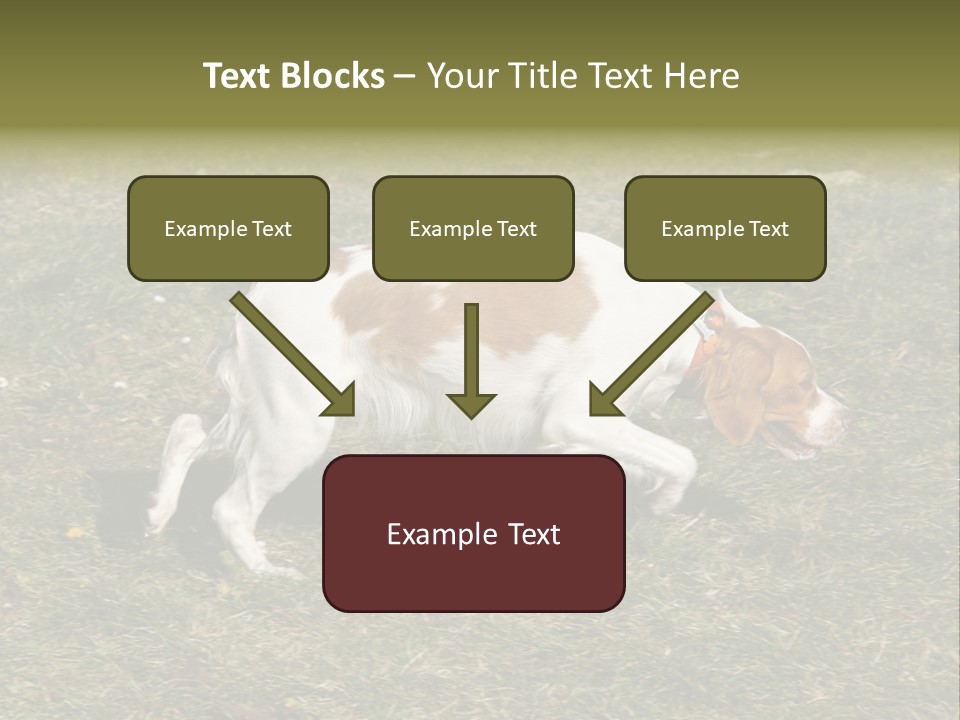 A Brown And White Dog Walking Across A Grass Covered Field PowerPoint Template