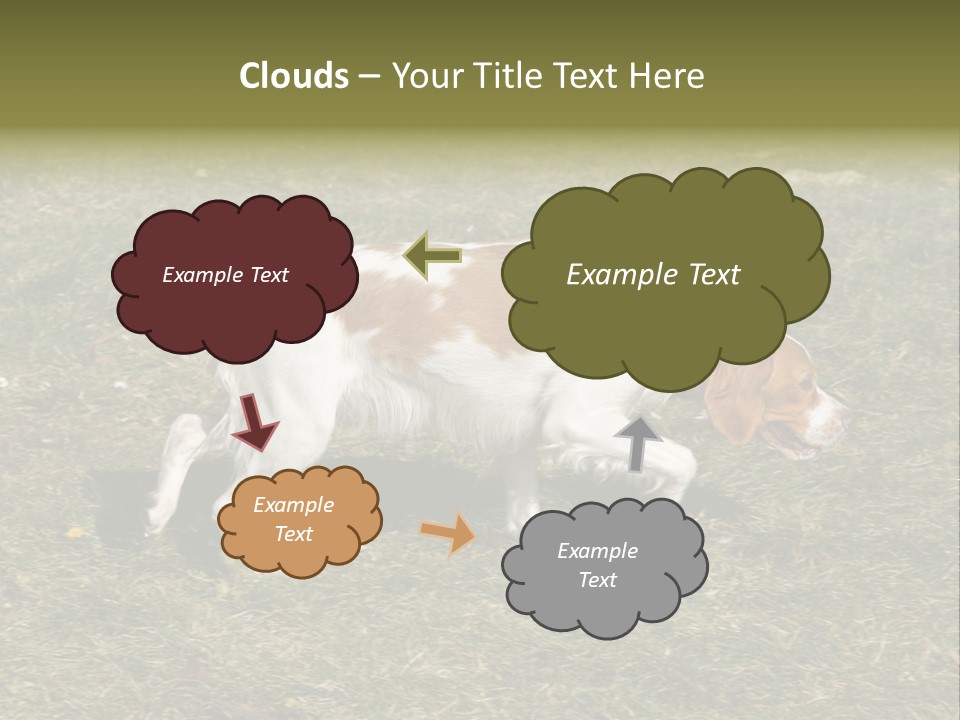 A Brown And White Dog Walking Across A Grass Covered Field PowerPoint Template