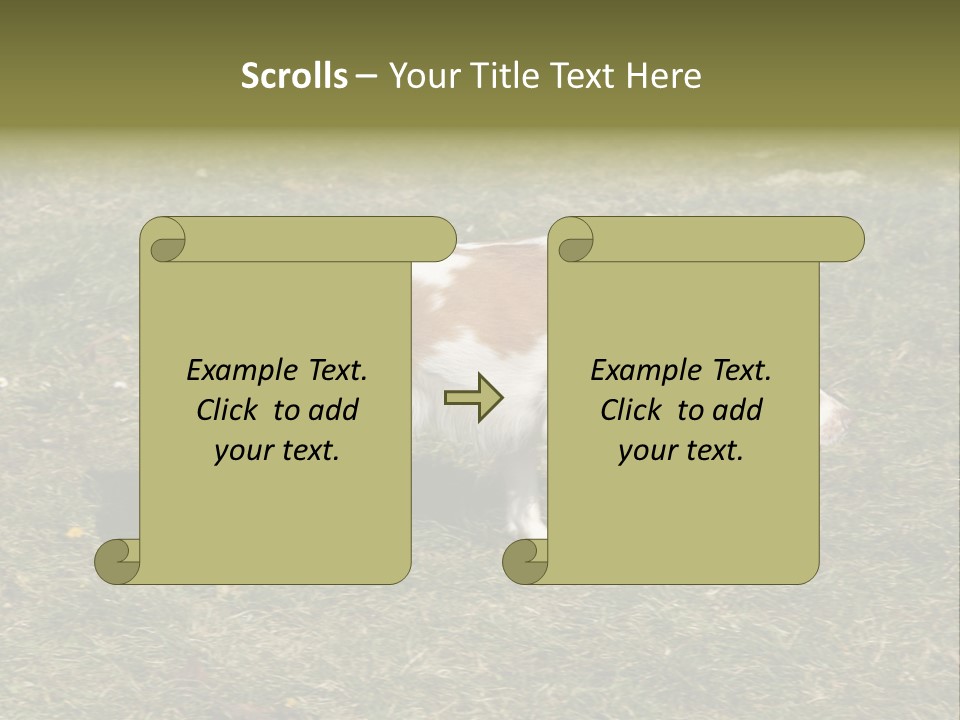 A Brown And White Dog Walking Across A Grass Covered Field PowerPoint Template