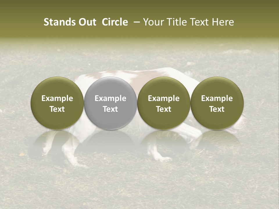 A Brown And White Dog Walking Across A Grass Covered Field PowerPoint Template