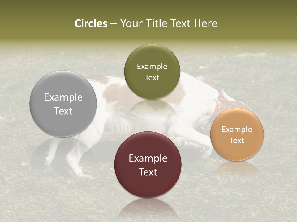 A Brown And White Dog Walking Across A Grass Covered Field PowerPoint Template