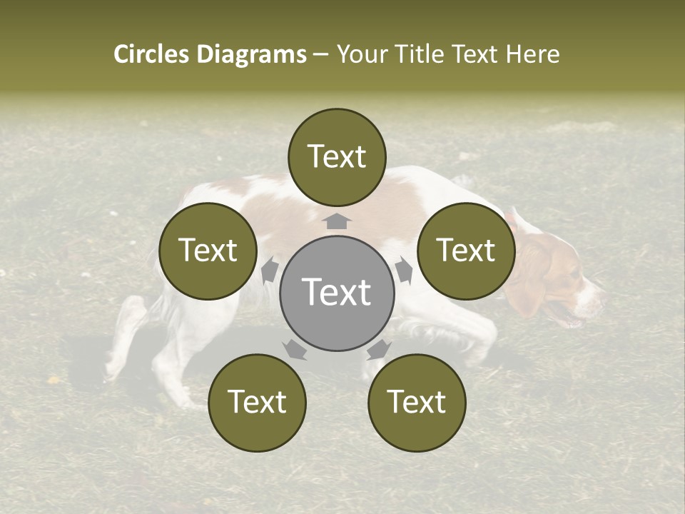 A Brown And White Dog Walking Across A Grass Covered Field PowerPoint Template