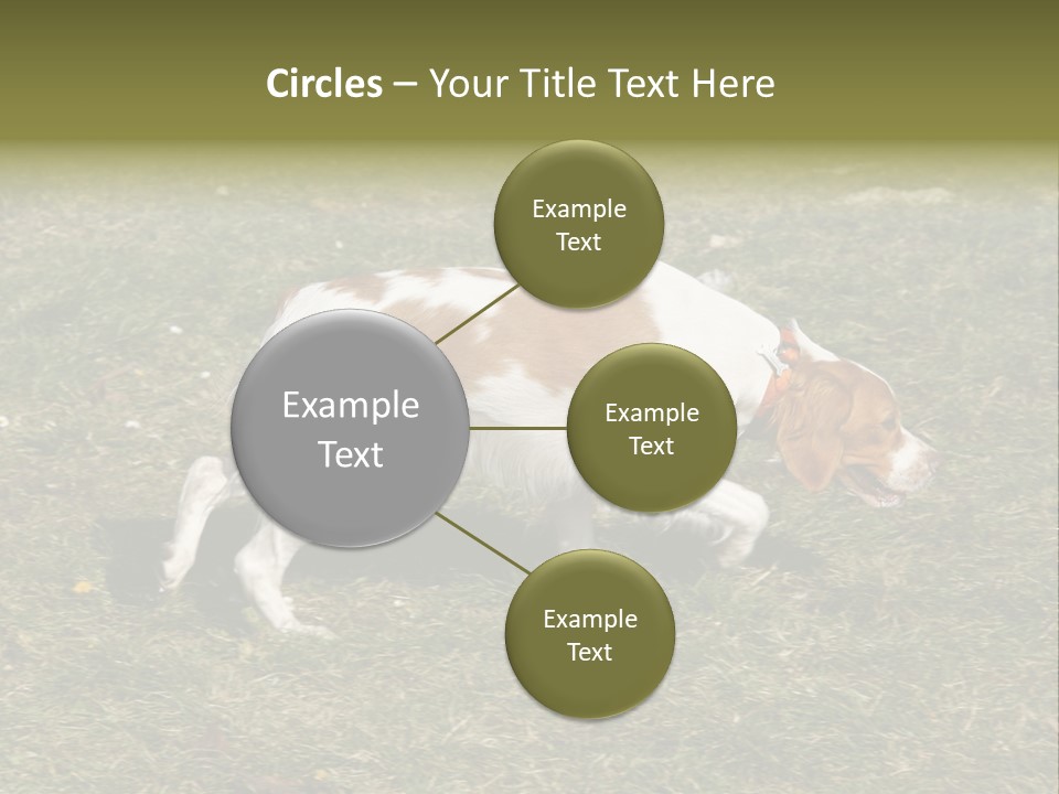 A Brown And White Dog Walking Across A Grass Covered Field PowerPoint Template