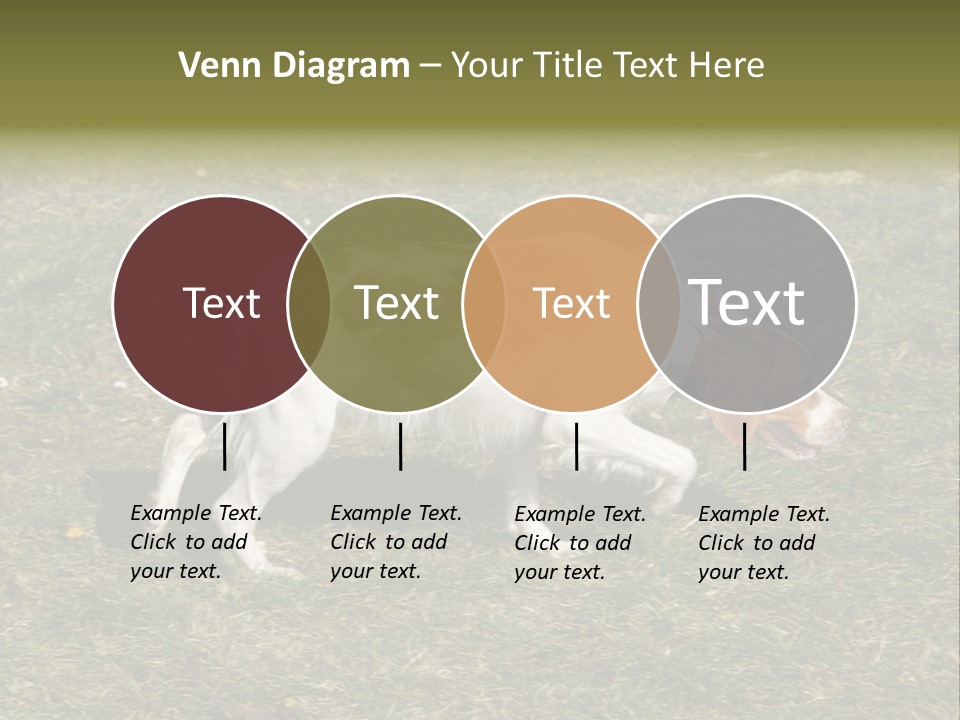 A Brown And White Dog Walking Across A Grass Covered Field PowerPoint Template