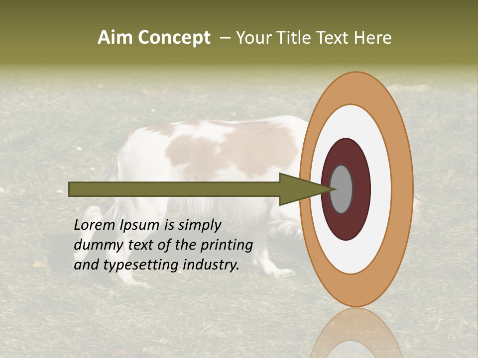 A Brown And White Dog Walking Across A Grass Covered Field PowerPoint Template