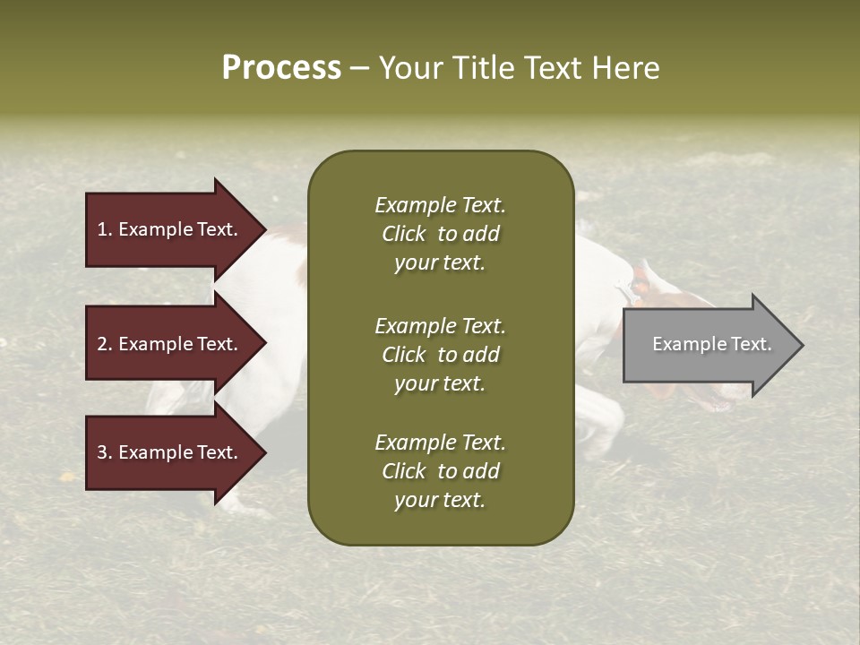 A Brown And White Dog Walking Across A Grass Covered Field PowerPoint Template