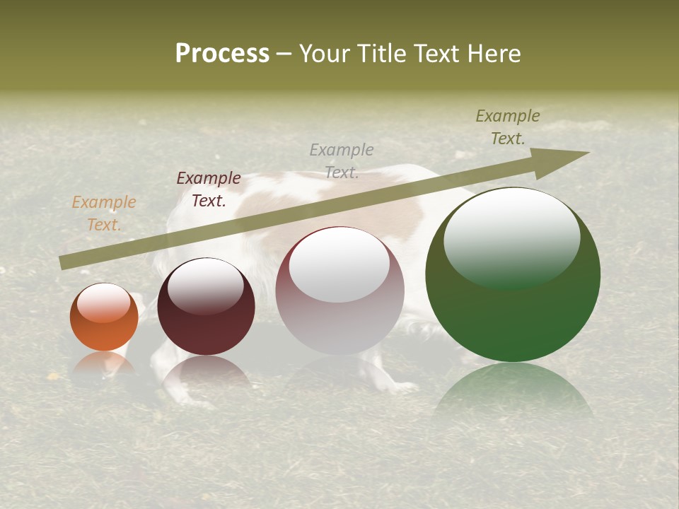 A Brown And White Dog Walking Across A Grass Covered Field PowerPoint Template