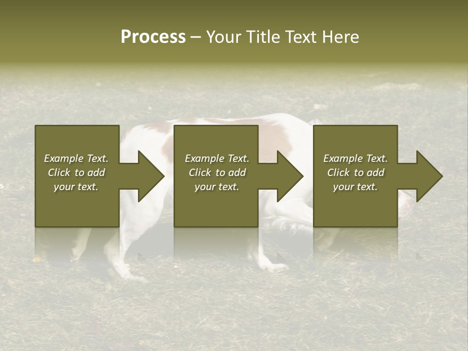 A Brown And White Dog Walking Across A Grass Covered Field PowerPoint Template
