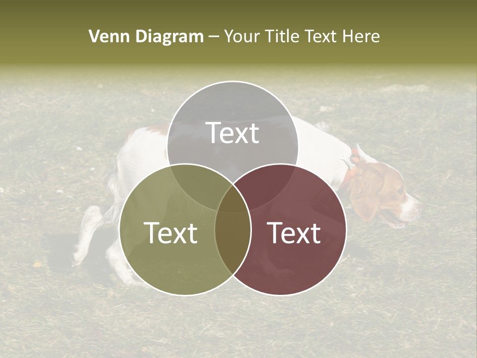 A Brown And White Dog Walking Across A Grass Covered Field PowerPoint Template