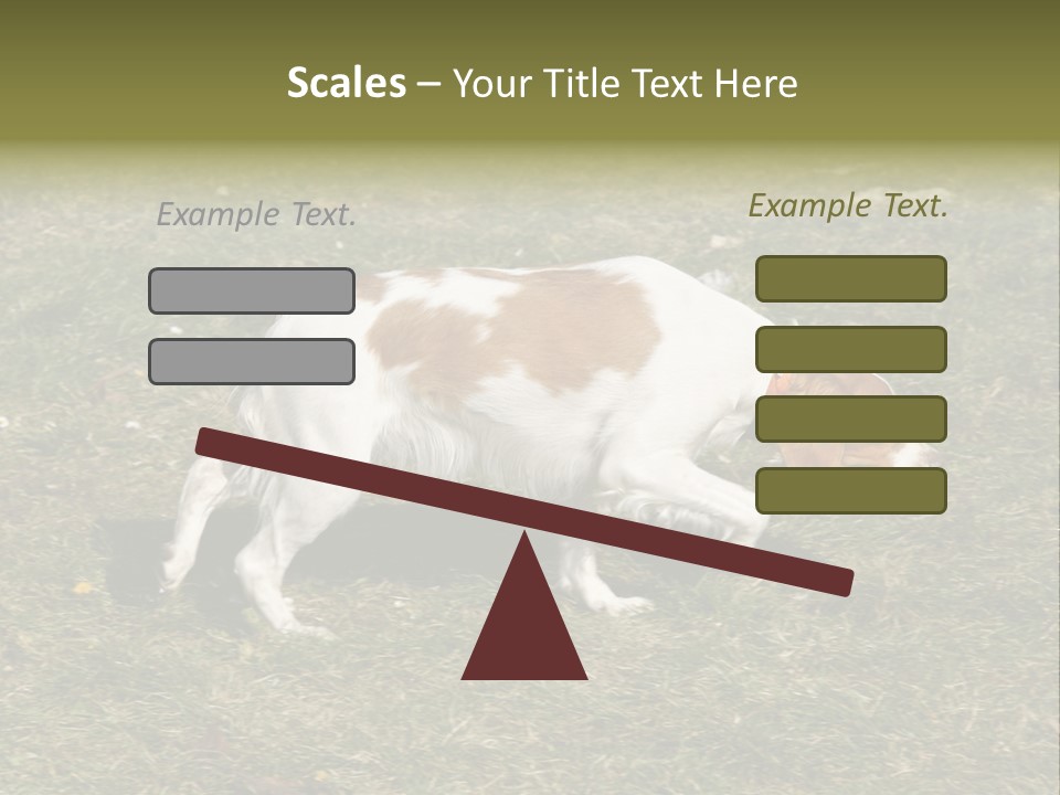 A Brown And White Dog Walking Across A Grass Covered Field PowerPoint Template