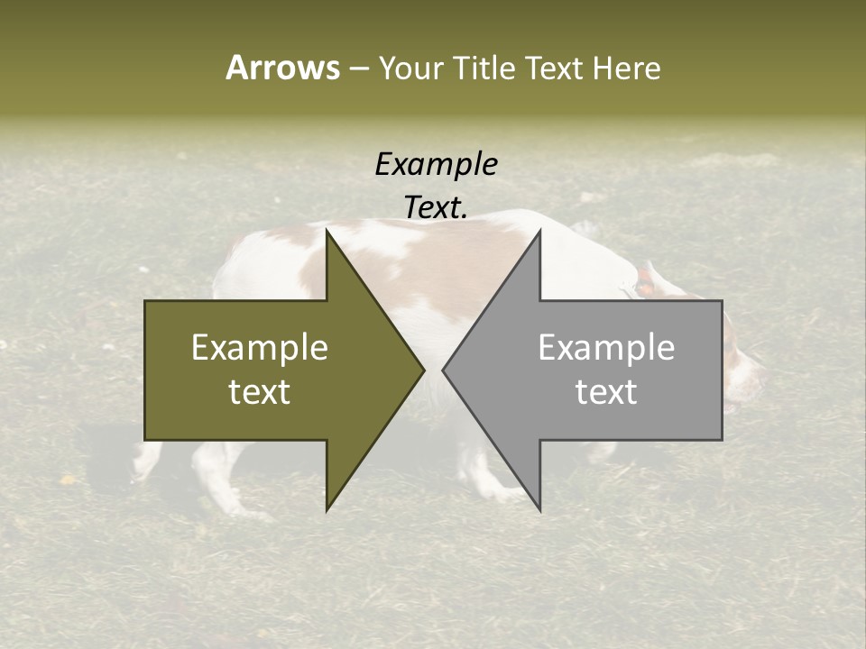 A Brown And White Dog Walking Across A Grass Covered Field PowerPoint Template