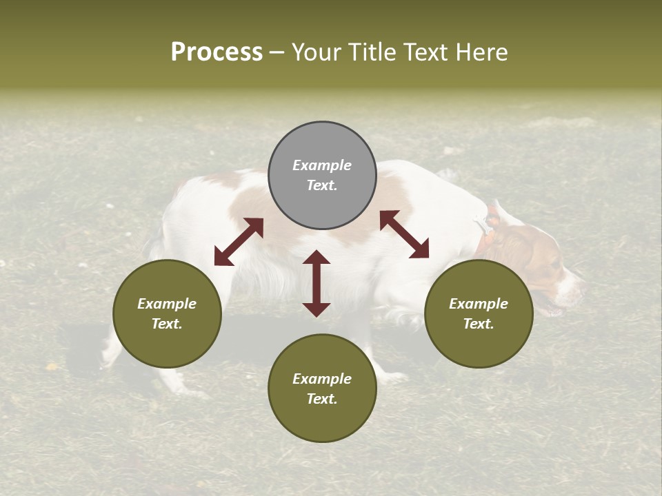 A Brown And White Dog Walking Across A Grass Covered Field PowerPoint Template