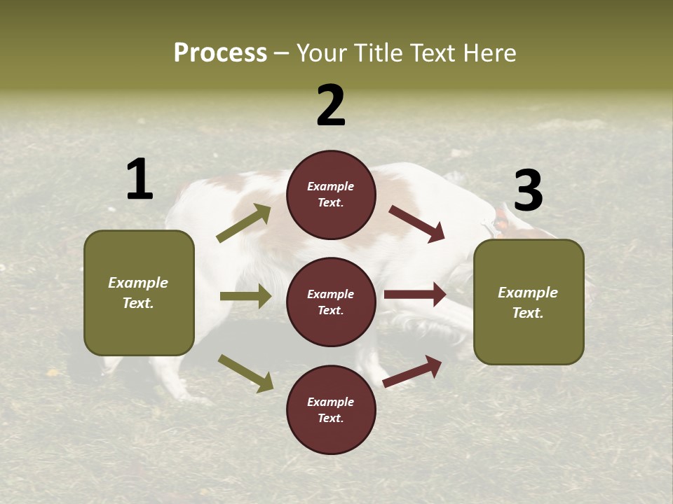 A Brown And White Dog Walking Across A Grass Covered Field PowerPoint Template