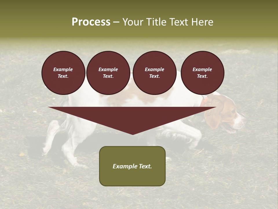 A Brown And White Dog Walking Across A Grass Covered Field PowerPoint Template