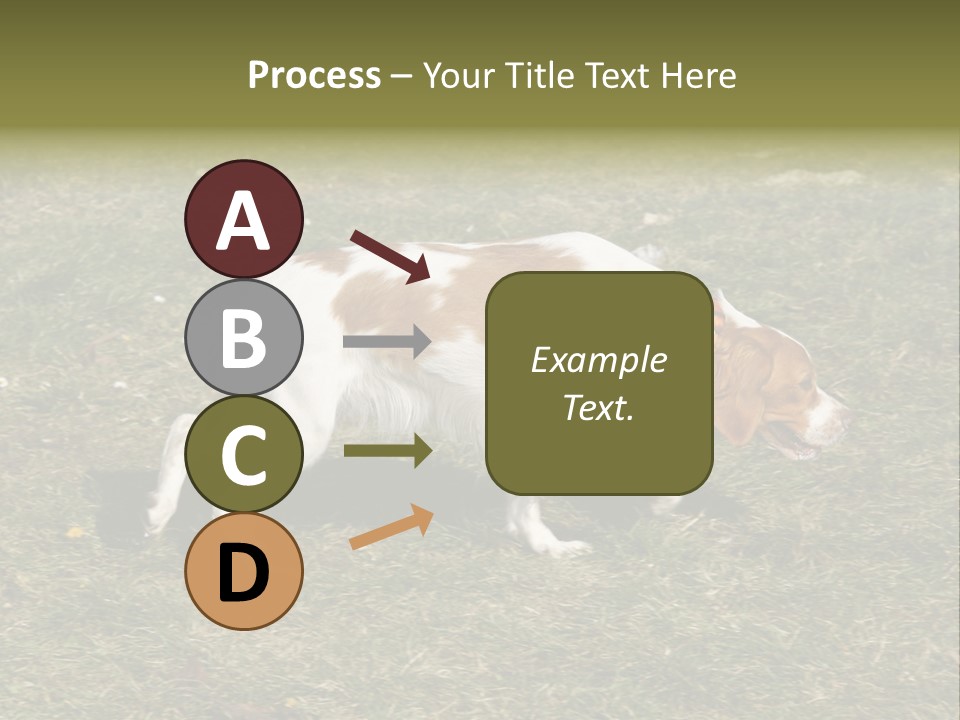 A Brown And White Dog Walking Across A Grass Covered Field PowerPoint Template